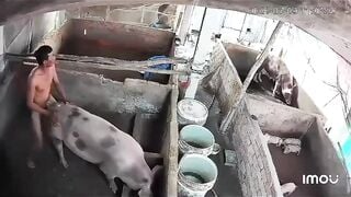 video hot nhất cà mau lúc này Ông chú già vã quá phệt luôn con heo xề đang ăn