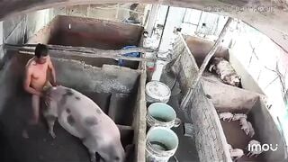 video hot nhất cà mau lúc này Ông chú già vã quá phệt luôn con heo xề đang ăn