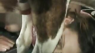 em gái đeo kính bú cu chó, bị chó xuất tinh đầy mồm, đầy mặt