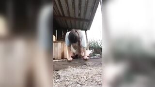 Em gái 17 tuổi nứng lồn chu đít cho chó đụ nó mới trèo lên đã chịu không nổi.