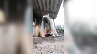 Em gái 17 tuổi nứng lồn chu đít cho chó đụ nó mới trèo lên đã chịu không nổi.