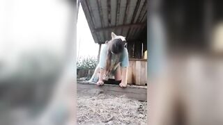 Em gái 17 tuổi chu đít cho chó đụ nó chưa kịp nắc chị trèo lên đút vào em chịu ko nỗi