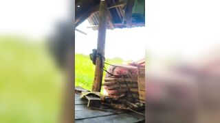 Cháu họ đi cắt cỏ cho bò ăn thấy dì út ngon quá đè đụ dì út luôn.
