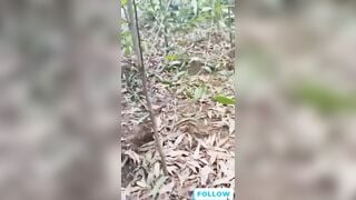 Nóng nhất lúc này là clip bố già gặm cỏ non trong rừng