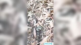 Nóng nhất lúc này là clip bố già gặm cỏ non trong rừng
