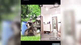 PK tiktok trả kèo,tiktok live giờ chả khác gì động sex #1