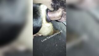 Thú cưng 4