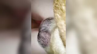 Sex thú 6