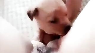 Nứng tới nỗi để con chó ???? bú lồn giúp