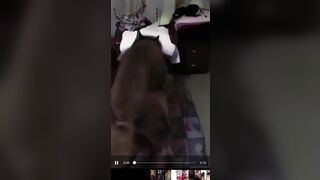 Lý do chị em nuôi chó quá biến thái bệnh hoạn để cho bú lol, để chó đit