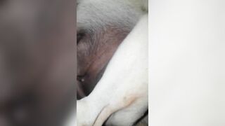 Địt nát lồn em chó mới lớn