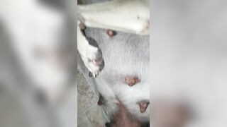 Địt nát lồn em chó mới lớn