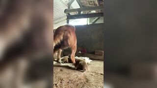 Em trai địt chó mới đẻ