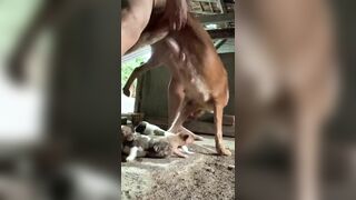 Em trai địt chó mới đẻ