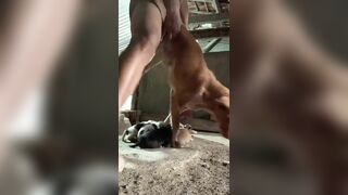 Em trai địt chó mới đẻ