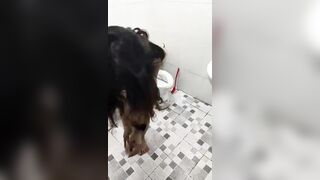 Em gái đang đi đái cứ nhảy vào quay, đuổi không đi =))