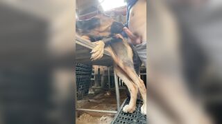 Chó lớn lồn to đút vào địt tê buốt buồi luôn