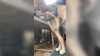 Chó lớn lồn to đút vào địt tê buốt buồi luôn