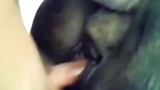 Tôi thích Zoophilia
