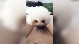 cho chó bú lồn