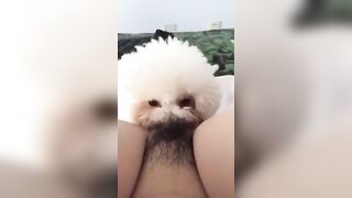 cho chó bú lồn