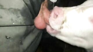 Mút sữa tê hết cả buồi