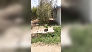 Chỉ có thể ở Trung Quốc, quay video vợ ra đường thủ dâm trước mặt hàng xóm