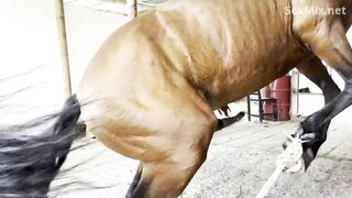 Ngựa Zoophilia 3