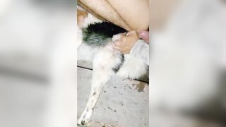 Thú cưng 11