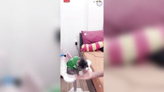 Tạ thanh nhi 2