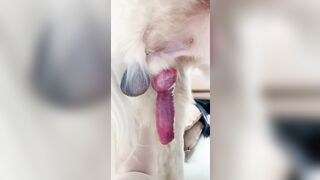Lì do con gái thích nuôi chó