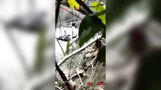 Đi cắm trại với lớp, mà 2 đứa nó lôi nhau ra bờ suối chịch @@