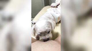 Người yêu có thể k có. C hó ít nhất phải có 1 con