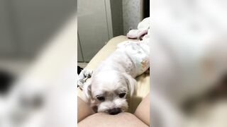 Người yêu có thể k có. C hó ít nhất phải có 1 con
