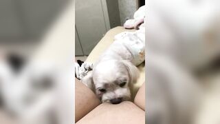 Người yêu có thể k có. C hó ít nhất phải có 1 con