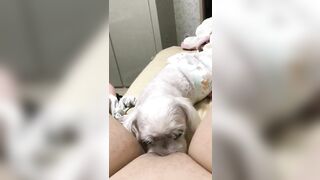Người yêu có thể k có. C hó ít nhất phải có 1 con