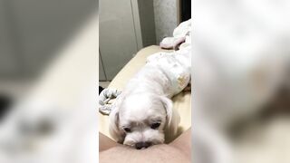 Người yêu có thể k có. C hó ít nhất phải có 1 con