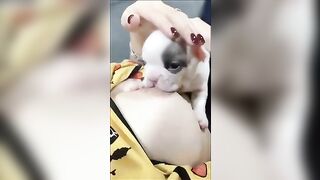 Chó con Bull bú vú cô chủ