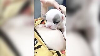 Chó con Bull bú vú cô chủ