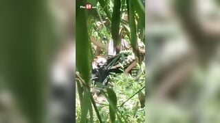 Chịch public tại công viên, nhún mạnh lên em