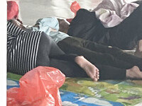 Bưởi Beo Lai 2008